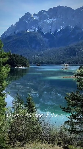 Beautiful Nature in Germany: Salmon Swimming in Bavarian Lake