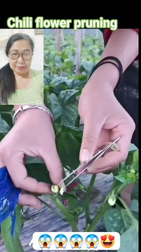500K views · 852 reactions | Pruning ng bulaklak ng chili o sili #pruning #pepper #chili #farming #plantingmethod #resourceful #informative #inspiring | Shirley Chavez Mendoza | Facebook