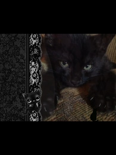 Moodboard Ideas for Black Cat Lovers