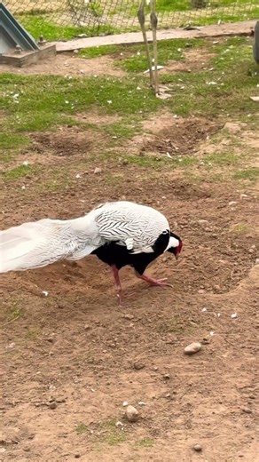 Beautiful Birds 4K | Morning Bird Chirping & Relaxing Bird Sounds | Best Bird Watching Video