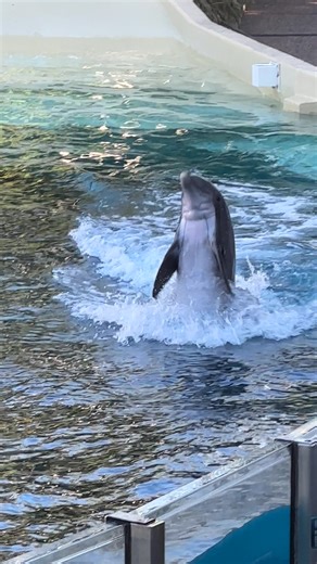 Dolphin Crafts and Drawings for Kids