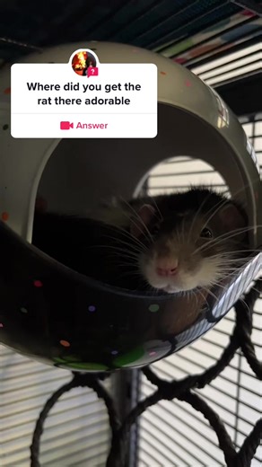 #answer to @𝙺𝚒𝚕𝚎𝚢 thank you for the question! #breeder #reputable #rats #fyp #foryoupage #xyzbca #petrats #ratsoftiktok #feeder #petstore