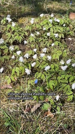 Mitä kevään merkkejä sä oot huomannut? 🌼🌱#uutiset #ylemix #kevät #eläimet