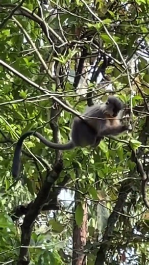 #Capuchin Monkey #wildanimals #wildlife #wildlifephotography #monkey