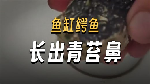 虽然是鱼缸摆件，但小鳄鱼还是“进化”出了自己的特征