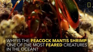 The peacock mantis shrimp may be small, but it packs a mean punch. | National Geographic Animals