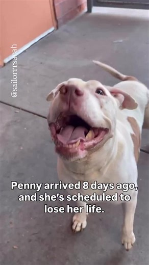 Urgent Adoption Needed for Penny the Pit Bull Mix