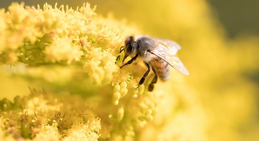 Abeilles : Les 18 plantes indispensables à avoir dans son jardin pour les attirer