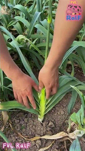 Harvest garlic sprouts