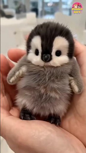 🐧 FUNNY & CUTE PENGUIN MOMENTS 😂| Adorable Penguin Fails & Waddle Compilation 2025 #funnycute #short