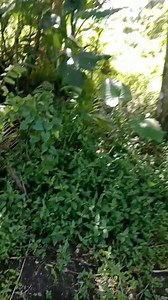 Barangay libjo Tabogon♥️ #followers | boom vlog 0.2