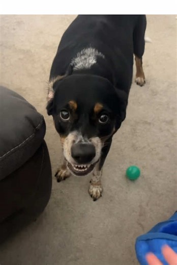 Funniest Dog Reactions When They Get Angry