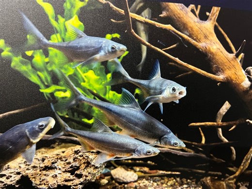 Lake Mead Fish Hatchery helping to rebuild endangered species in Colorado River