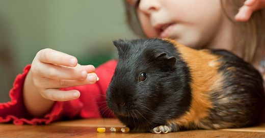 7 Best Places to Adopt Guinea Pigs