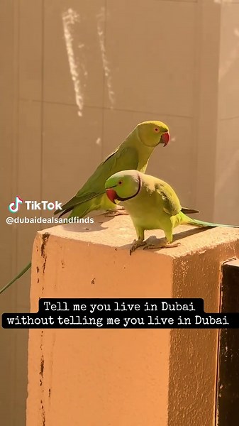 Everyday Bird Visitors in Dubai