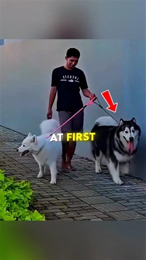 The Man Who Finally Meets Again with His Dogs🐶❤️ #shorts