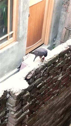 Sparrowhawk #birds #birdsong #nature