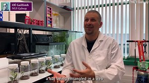 Scientists study process of false widow spider capturing a bat