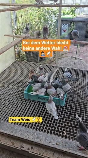 Bei dem Wetter bleibt keine andere Wahl 🏖🕊🤷🏻‍♂️ #teamweis #brieftauben #pigeon #birds #olr #vogel