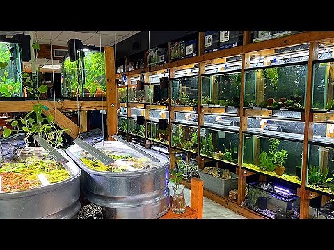 This Florida Fish Store is Inspired by Aquarium Co-Op!