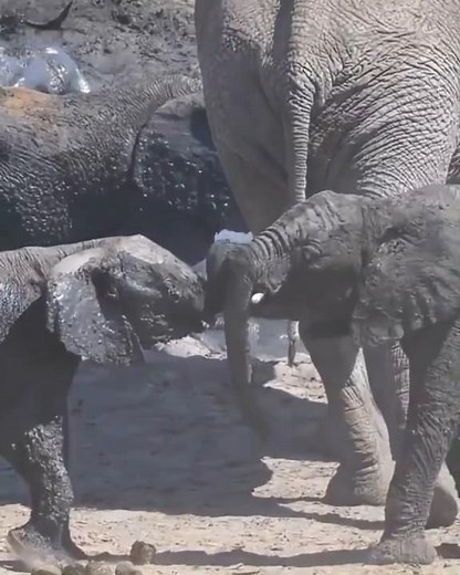 Botswana’s Okavango Delta: Wildlife Like Never Before