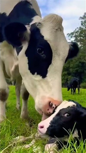 💢RED COW 💔🐂🥀🥀#shorts #bull #cattleworld #cow #bigcow #animals #bigmammal #short #foryou #viral