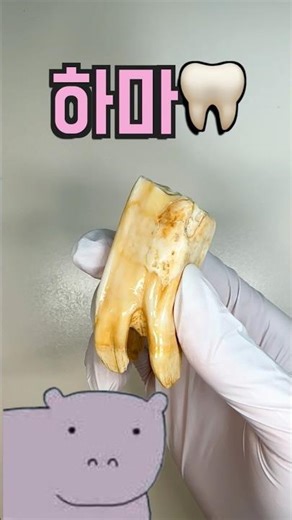 하마 이빨 뽑아 옴ㅋㅋㅋㅋ🦛🦷