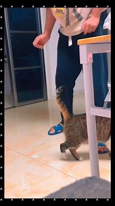 1.4M views · 72K reactions | Cats imitating humans!❤️ #funnycatsvideos #catslove #catsoftheworld #funnycatvideos #catfunnyvideos | Catify | Facebook