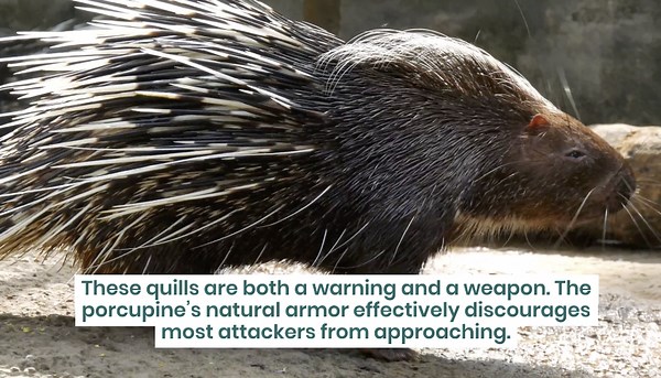 Animals with Armour: 13 Species with Natural Defenses