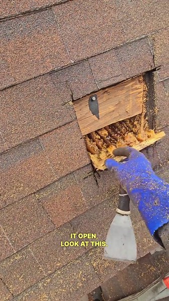Massive Beehive Discovered Inside Roof—Complete Removal Process