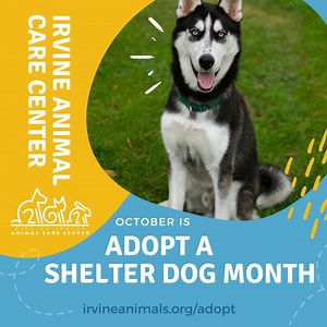 October is here, and it's officially Adopt a Shelter Dog Month! Are you ready to change a dog’s life forever? Visit the Irvine Animal Care Center today and give a shelter dog a forever home full of love, endless tail wags, and wet-nosed cuddles. 🏡🐾 The center is open today, October 1, for viewing hours from 1 to 4 p.m. View weekday center hours, learn more about the adoption process, and discover other adoptable pets at www.cityofirvine.org/irvine-animal-care-center. #IrvineAnimalCareCenter #I
