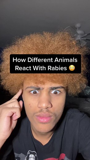 Animal Reactions to Rabies Explained