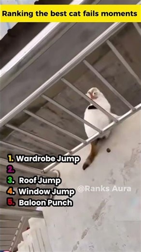 Ranking the best cat fails moments 02