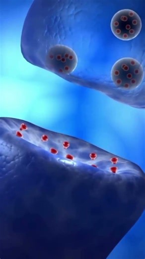Synaptic Transmission Explained #Neuroscience #Biology #Neurons #HumanBody #Synapse #BrainFacts