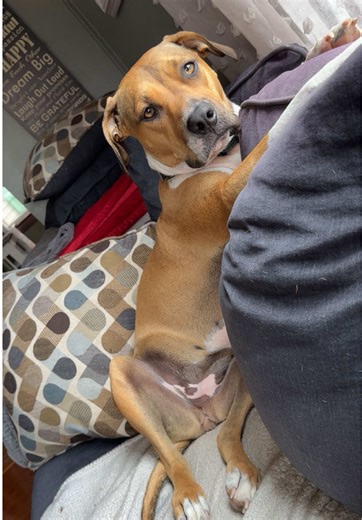 Understanding Pitbull Behavior: Myths vs. Reality
