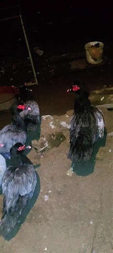 #ducks #farmlife #love#gece #stress