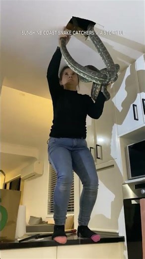 Snake catcher pulls two sparring carpet pythons from roof