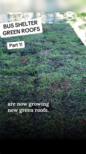 The 28 bus route just got greener with the largest completed installation of green roofs in the country. #Boston #MBTA #PublicTransit #ClimateResilience #Dorchester #Mattapan #Roxbury #GreenInfrastructure #Bus