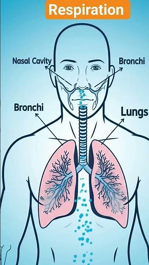science I Respiration process I How lungs inhale and exhale #science #sciencefacts #sciencevisuals