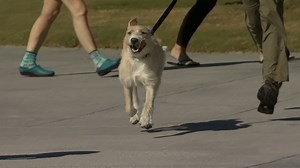 Here are the San Diego beaches and boardwalks where dog owners are ticketed most