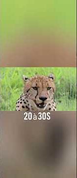 Il est le plus rapide du monde… mais il perd presque toujours 🐆"#Guépard#AnimauxSauvages#Nature