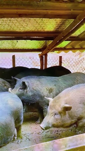 Native pig #youtubevideos #farming101 #pigbreeding #farming