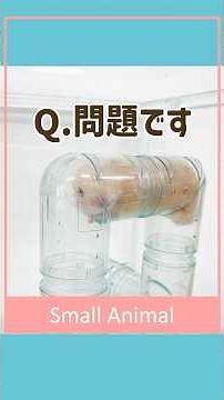 【🐹ケージ内をもっと楽しく✨】「ハーモニーアスレチック」でハムスターの毎日にわくわくを！いろんな表情としぐさが見られるクリアパイプ👀 #ジェックス #ハムスター #GEX社員ハムスターぽてと