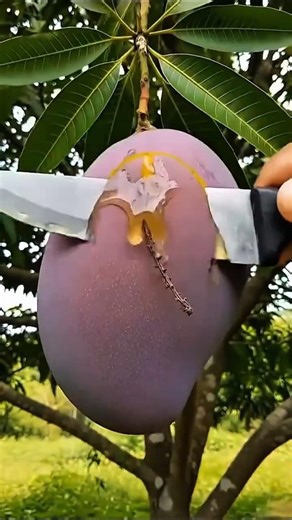 Enjoy beautiful sweet mango fruit 🥭🍒🍎#fruit #nature #shorts