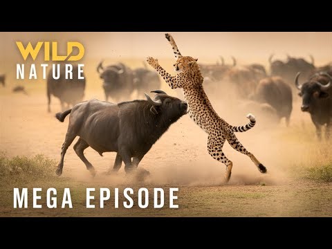 African Predators Clash: Cheetah Takes on the Wild