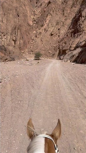 Egypt, Dahab - The Perfect Place for Horse Riding?