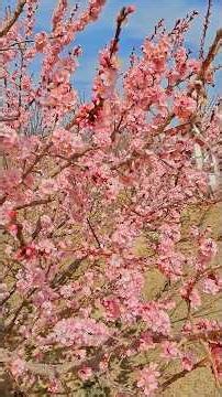 Apricot & Almond Flowers in Full Bloom! #mountainvillagetales