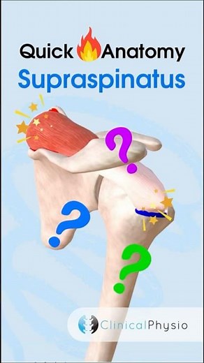 Supraspinatus Anatomy #physicaltherapy #physiotherapy #anatomy #rotatorcuff