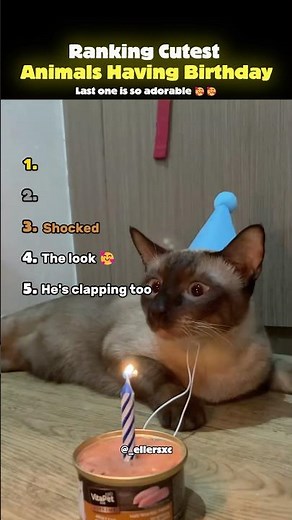 Ranking Cutest Animals Having Birthday