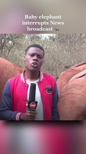 Baby Elephant Interrupts News Broadcast in Kenya